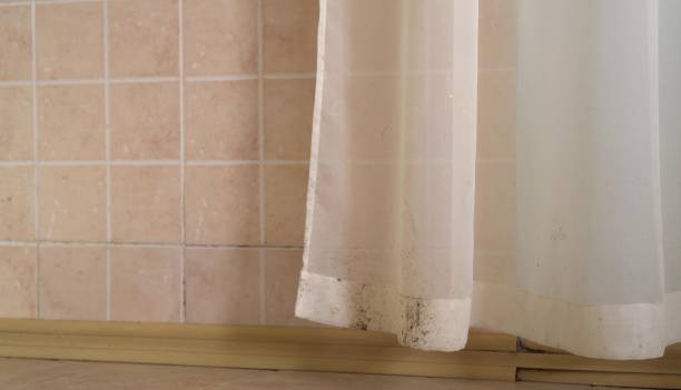 Best Commercial Mold Inspection  in Jackson, MI