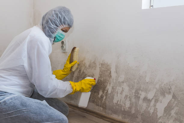 Best Emergency Mold Remediation  in Jackson, MI