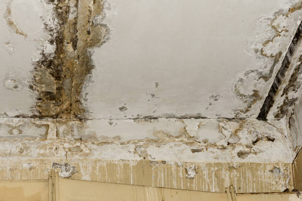 Best Mold Remediation for Healthcare Facilities  in Jackson, MI