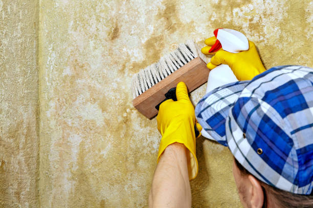 Best Crawl Space Mold Remediation  in Jackson, MI