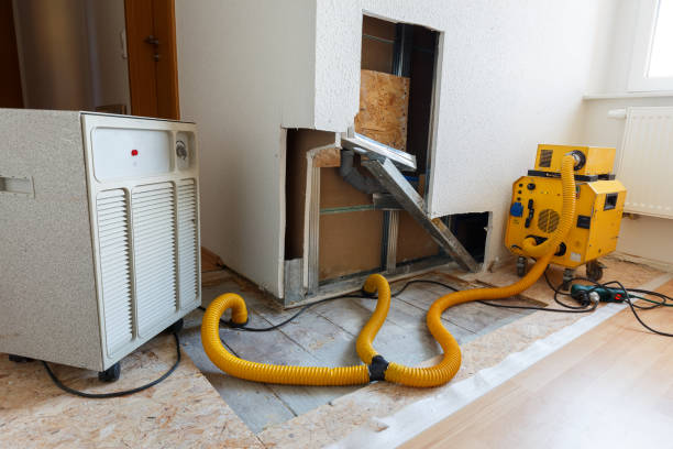 Best Mold Odor Removal Services  in Jackson, MI