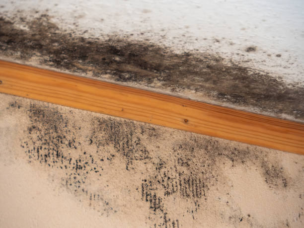 Best Mold Removal for HVAC Installations  in Jackson, MI