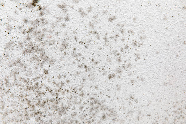 Best Black Mold Removal  in Jackson, MI