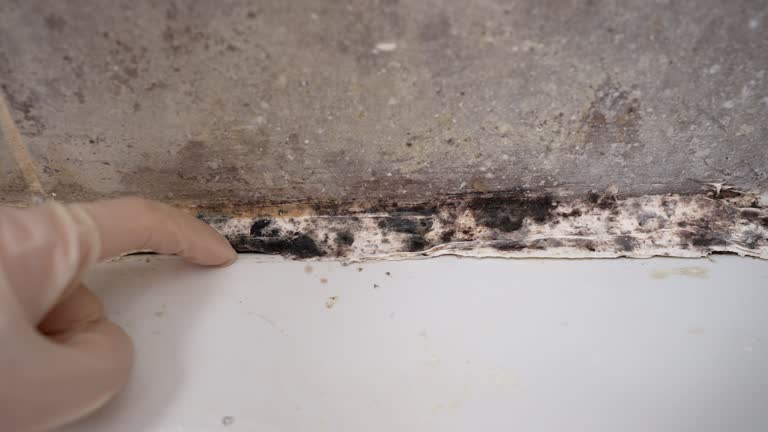 Best Environmental Consulting for Mold Prevention  in Jackson, MI