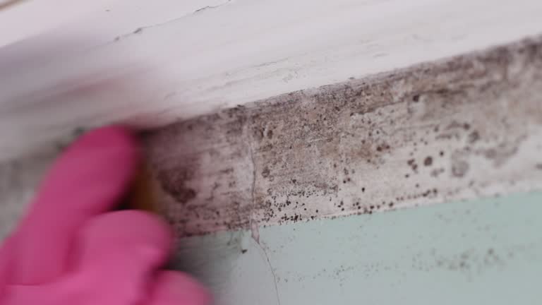  Jackson, MI Mold Removal Pros